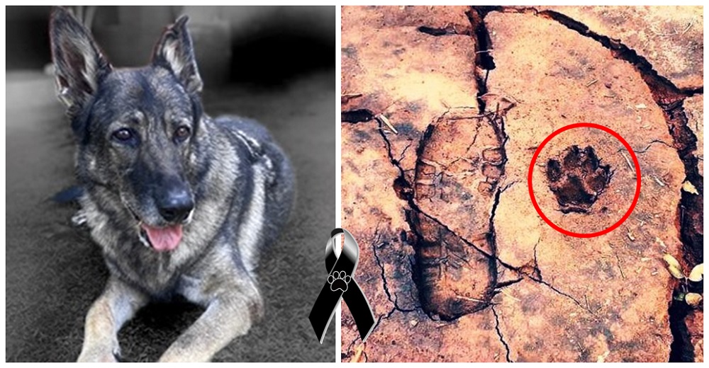 El emotivo último adiós a la heroica perrita bombera que «prestó su capacidad para oler la vida» El emotivo último adiós a la heroica perrita bombera que «prestó su capacidad para oler la vida»