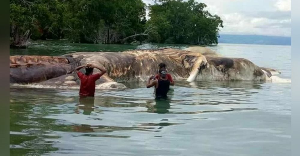 Aclaran el misterio sobre la gigantesca criatura marina de 15 metros encontrada en una isla
