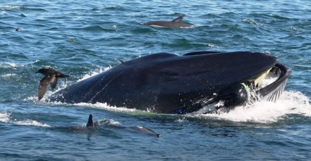 Una enorme ballena se traga un buzo y después lo escupe vivo Una enorme ballena se traga un buzo y después lo escupe vivo