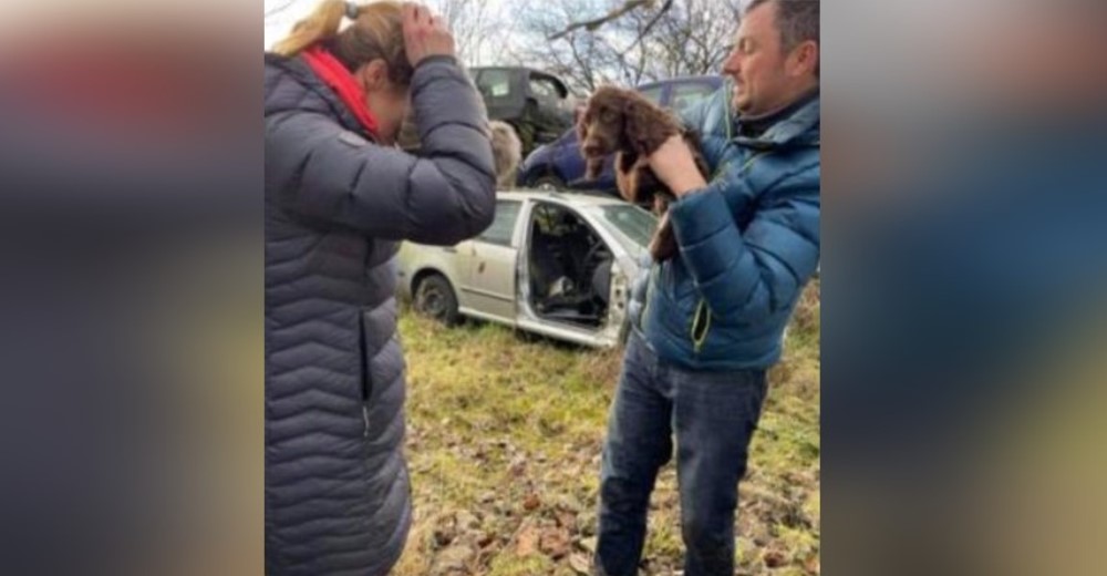 Hallan llorando en un depósito de chatarras al consentido perrito que la ciudad entera buscó