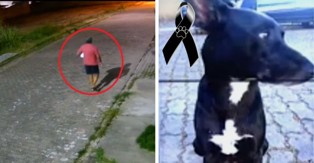 Piden justicia para el perrito callejero que murió en manos de un vecino que no lo soportaba