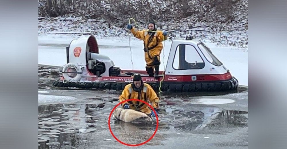 Casi ahogado, con hipotermia e inmóvil, un aterrado perrito ya se había dado por vencido Casi ahogado, con hipotermia e inmóvil, un aterrado perrito ya se había dado por vencido