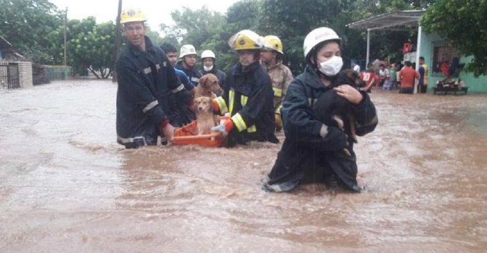 Graban el gesto de estos bomberos devolviéndoles la esperanza a perritos dejados por sus dueños