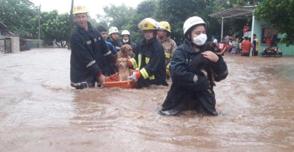 Graban el gesto de estos bomberos devolviéndoles la esperanza a perritos dejados por sus dueños Graban el gesto de estos bomberos devolviéndoles la esperanza a perritos dejados por sus dueños