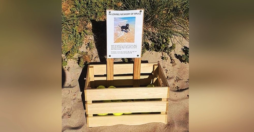 Perritos descubren en la playa su mejor diversión–Cuando sus dueños se acercan quedan conmovidos Perritos descubren en la playa su mejor diversión–Cuando sus dueños se acercan quedan conmovidos
