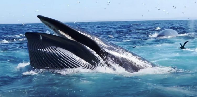 A giant whale swallows a diver and then its actions take everyone by surprise