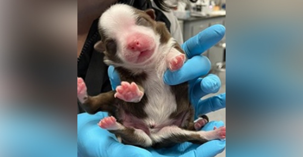 Parecía uno más de sus cachorros pero cuando contó sus patitas su madre lo rechazó Parecía uno más de sus cachorros pero cuando contó sus patitas su madre lo rechazó