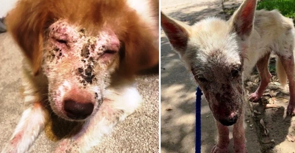 Joven profesora rescata por amor a casi 200 perros callejeros enfermos y les salva la vida