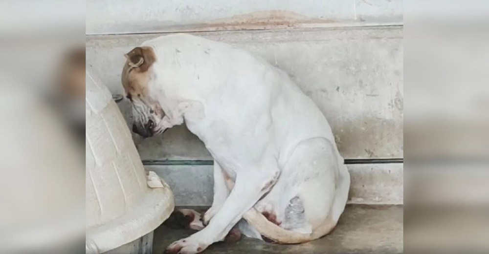 «Carita de pena», que permaneció inmóvil en un rincón sin superar su tristeza,es adoptada al fin «Carita de pena», que permaneció inmóvil en un rincón sin superar su tristeza,es adoptada al fin