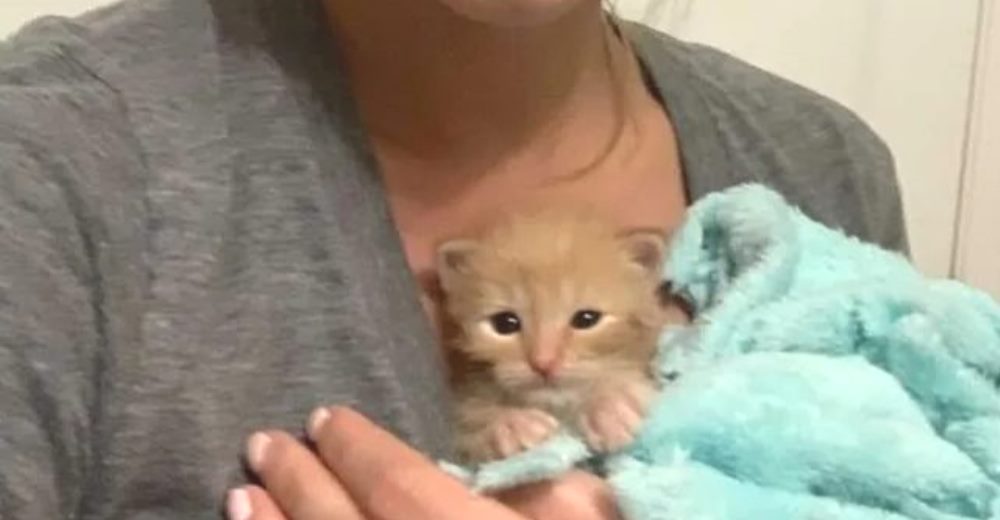 Rescata a una camada de gatitos abandonados y lucha por salvar al más débil