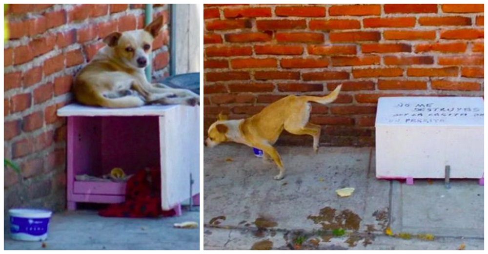 Cuando el perrito callejero entra a la casita que un desconocido le regaló, sale corriendo