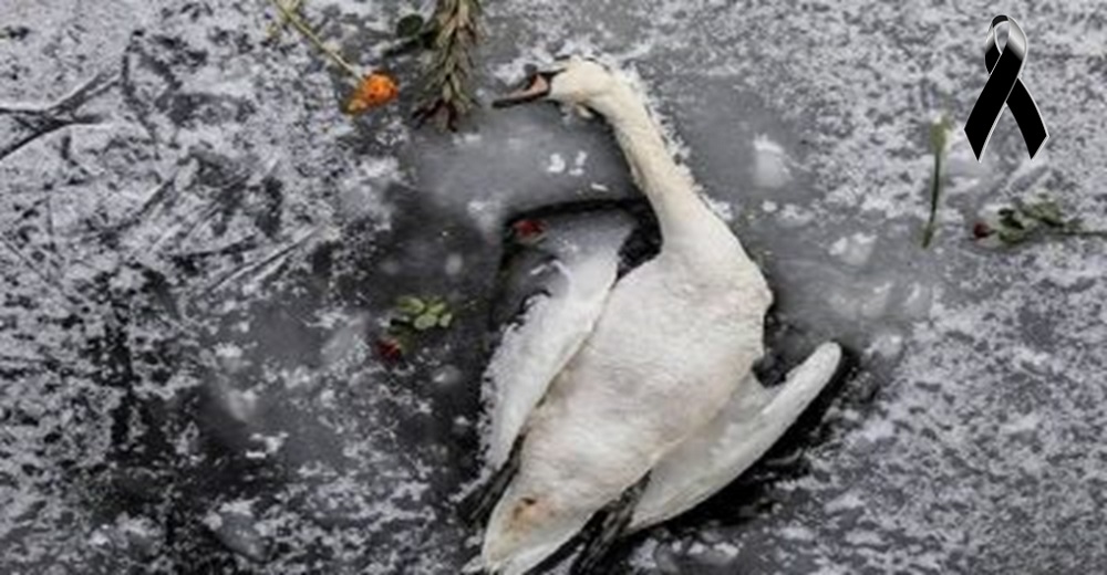Capta el triste tributo de la gente a un cisne congelado, la segunda foto lo deja destrozado
