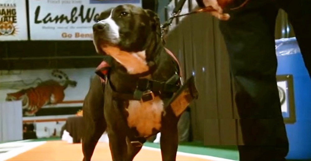 Pitbull de servicio hace llorar a todos al recoger el título universitario de su dueño fallecido Pitbull de servicio hace llorar a todos al recoger el título universitario de su dueño fallecido