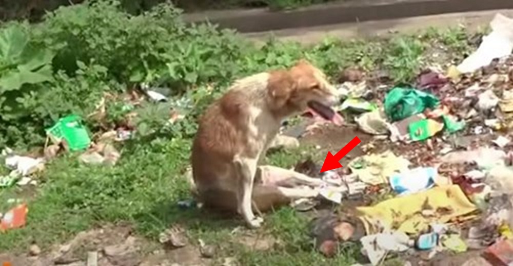 Perrito paralítico encontrado con las patas atadas sólo gruñe a quienes intentan acercarse