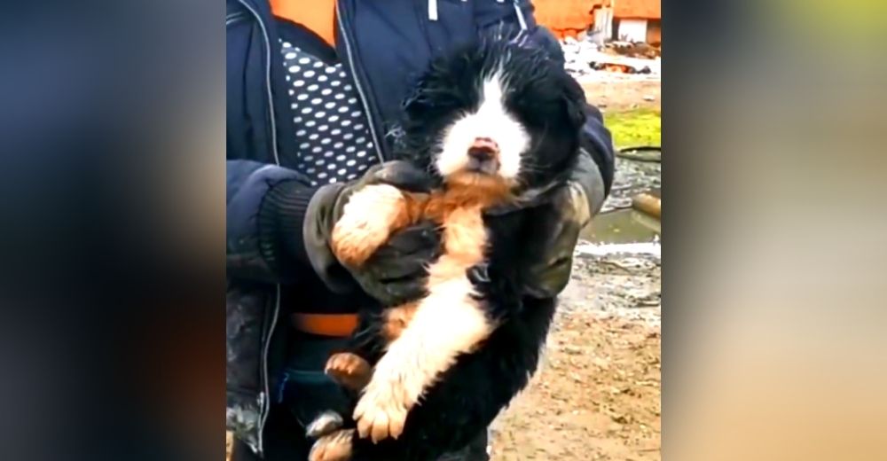 Un débil cachorrito lucha por sobrevivir en un basurero en una zona evacuada por inundaciones
