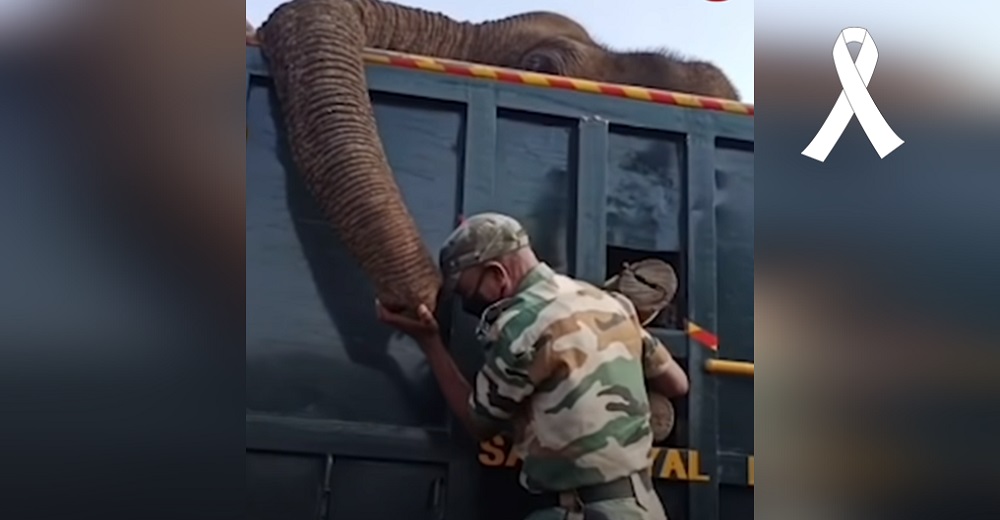 Guardabosques llora desconsolado tras no poder salvar al elefante que tanto cuidó y amó Guardabosques llora desconsolado tras no poder salvar al elefante que tanto cuidó y amó