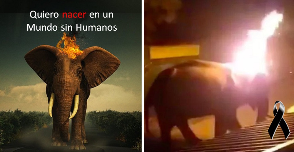 Rinden homenaje a un pobre elefante para jamás olvidar su triste muerte en manos de sus verdugos