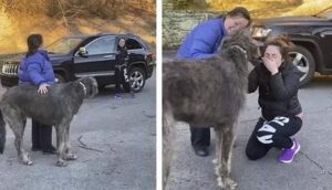 No deja de llorar al encontrar a su perrito que creía lo había perdido para siempre