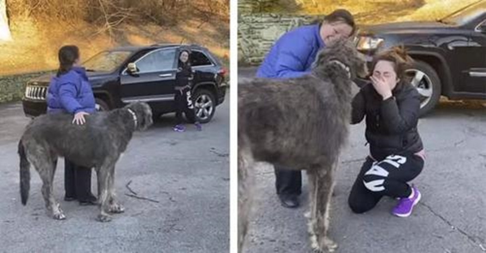 No deja de llorar al encontrar a su perrito que creía lo había perdido para siempre