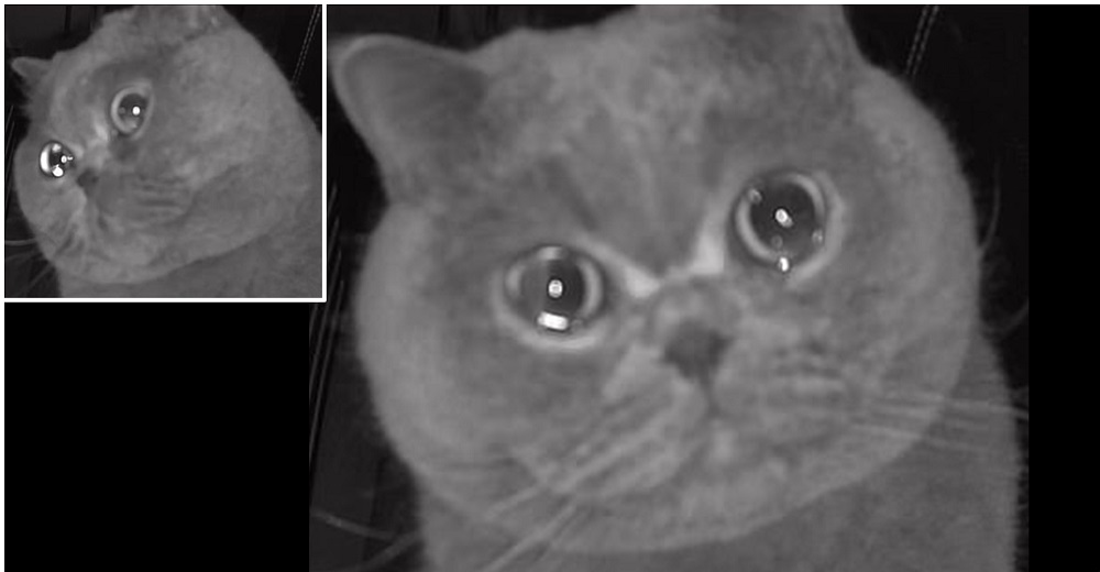 Ve a su gatito llorando por la cámara después de que lo dejaran solito en casa Ve a su gatito llorando por la cámara después de que lo dejaran solito en casa