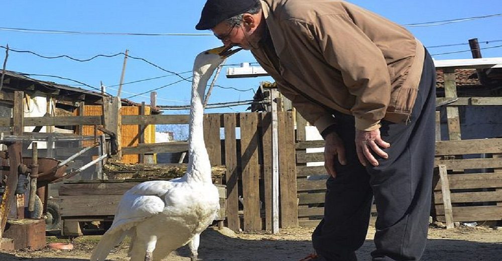 Captan a una fiel cisne que no se separa del hombre que la salvó hace 37 años