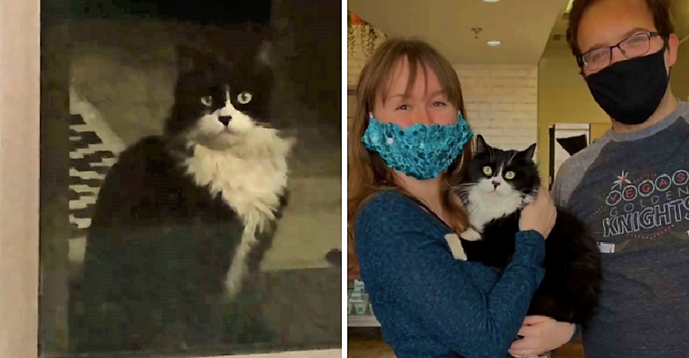 «Le prometí que lo ayudaría» – Rescata al gato que apareció varias veces frente a su casa «Le prometí que lo ayudaría» – Rescata al gato que apareció varias veces frente a su casa