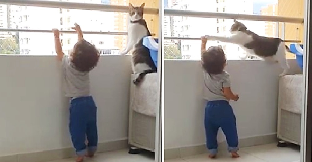 Graban la rápida respuesta de un gato cuando ve que el bebé se acerca al borde del balcón Graban la rápida respuesta de un gato cuando ve que el bebé se acerca al borde del balcón