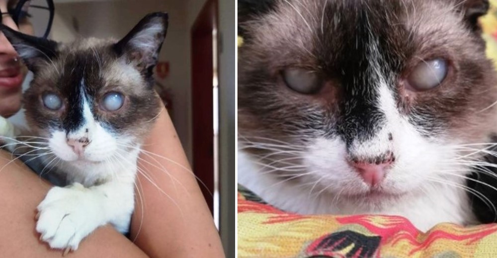 Adopta al gato ciego y anciano que se debatía entre la vida y la muerte tras ser abandonado