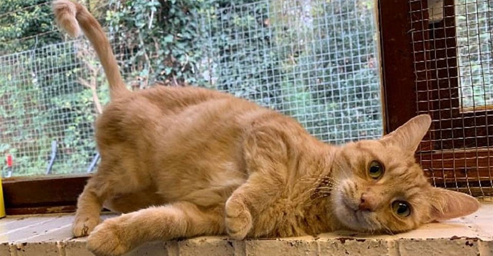 A un gatito le rompen definitivamente el corazón tras devolverlo por TERCERA vez al refugio