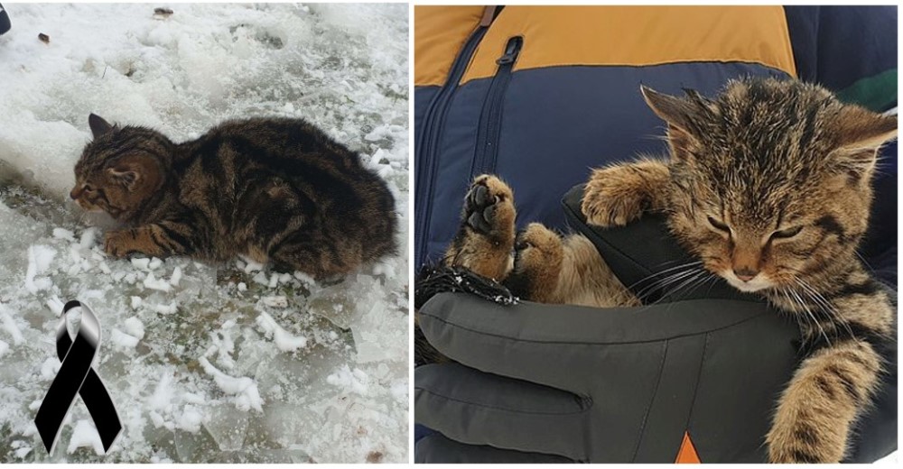 Caminan kilómetros para salvar a un «gatito» congelado, luego el veterinario les revela lo peor