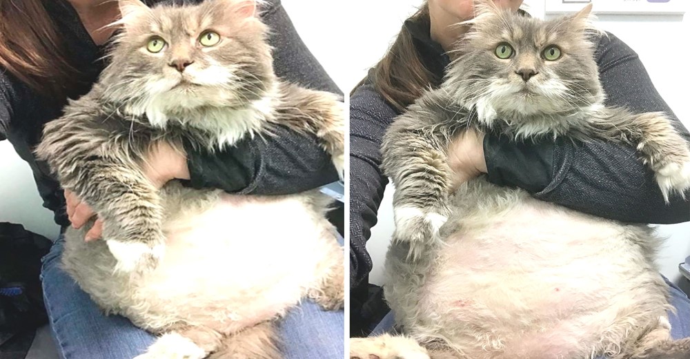 Gato gordito rescatado ama mostrar su panza y recibir caricias