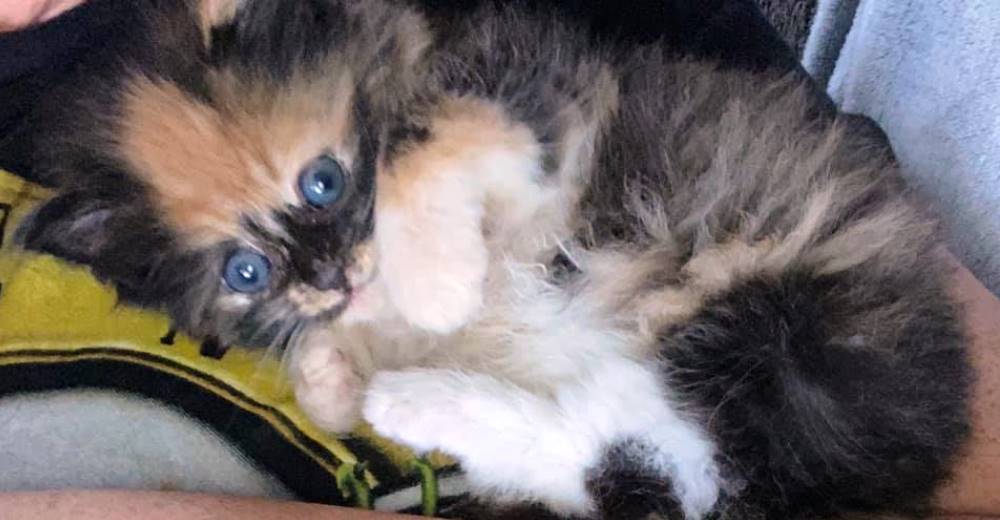 Salvan a una gatita desamparada que encuentra consuelo en los brazos de su perrita