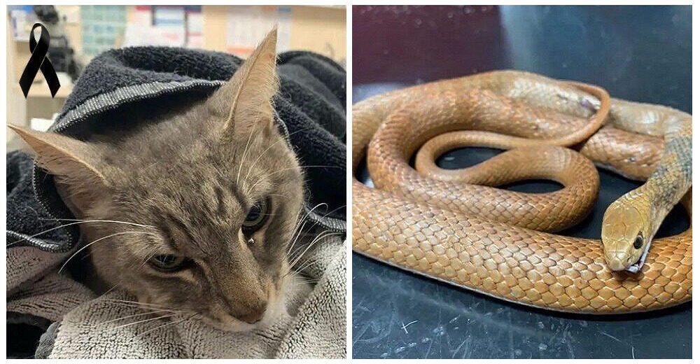 Gato leal se pone sus alitas tras sacrificar su vida por salvar a 2 niños de una serpiente letal