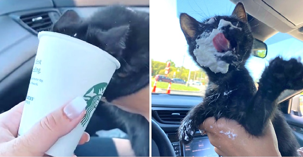 Una gatita que sufrió mucho sale de paseo y su manera de celebrar su nueva vida se hace viral Una gatita que sufrió mucho sale de paseo y su manera de celebrar su nueva vida se hace viral