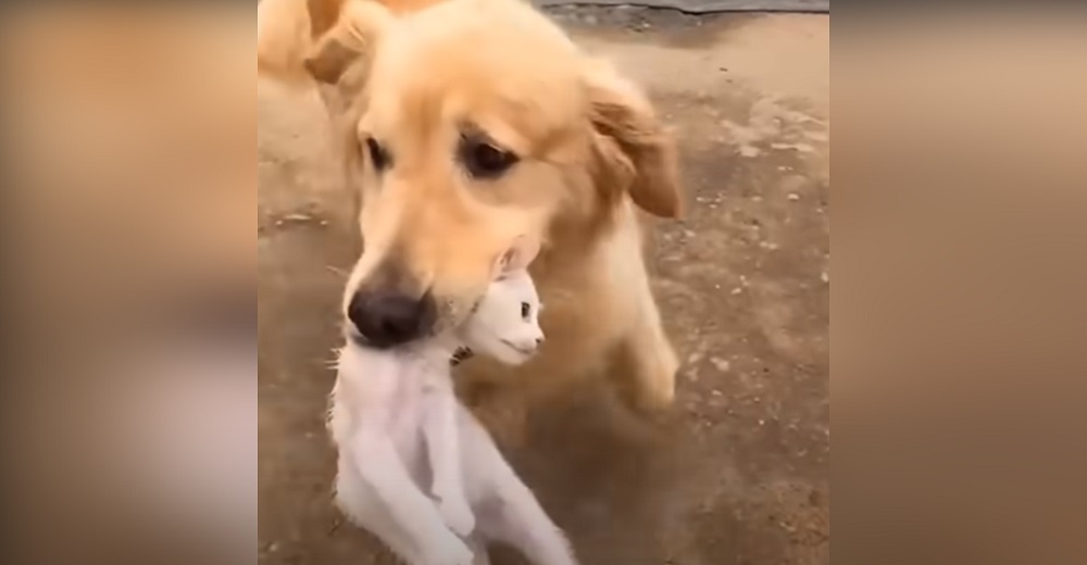 Perrita golden retriever corre con un indefenso gatito sosteniéndolo por el cuello