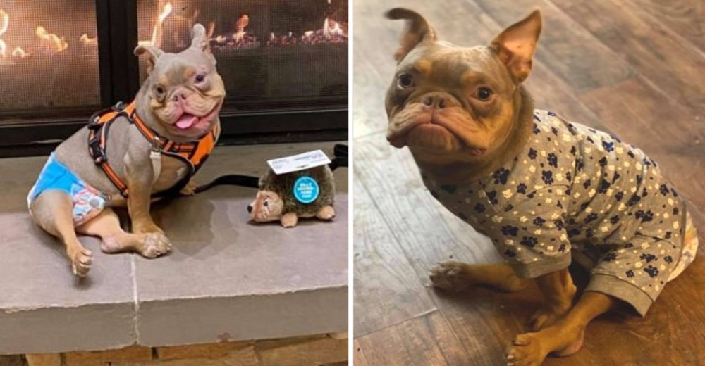 Dejan plantado a un perrito enfermo que pensaba que por fin había conseguido un hogar Dejan plantado a un perrito enfermo que pensaba que por fin había conseguido un hogar