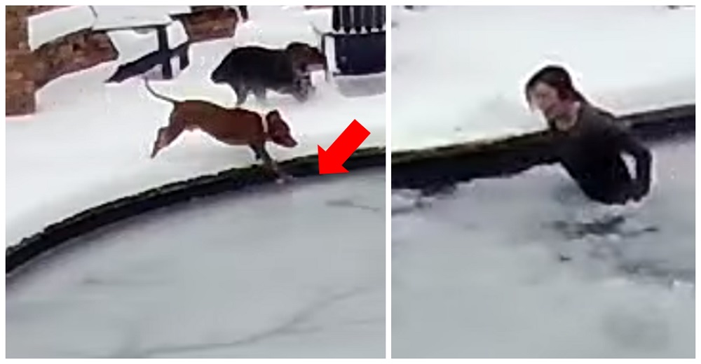 Lucha por encontrar a su amado perro que se hundió bajo el hielo en una piscina congelada