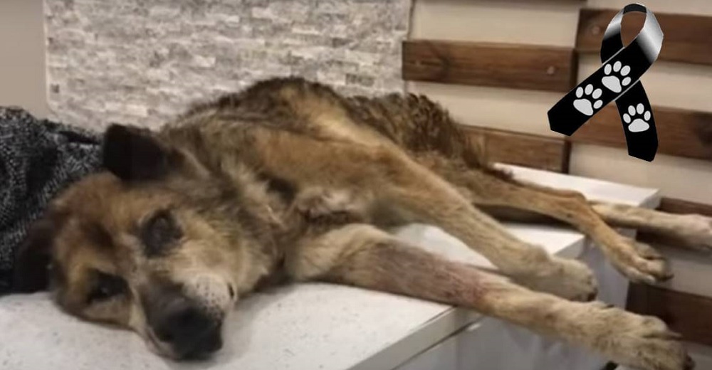 El perrito que yacía abandonado en su propia casa conoce el amor justo antes de morir