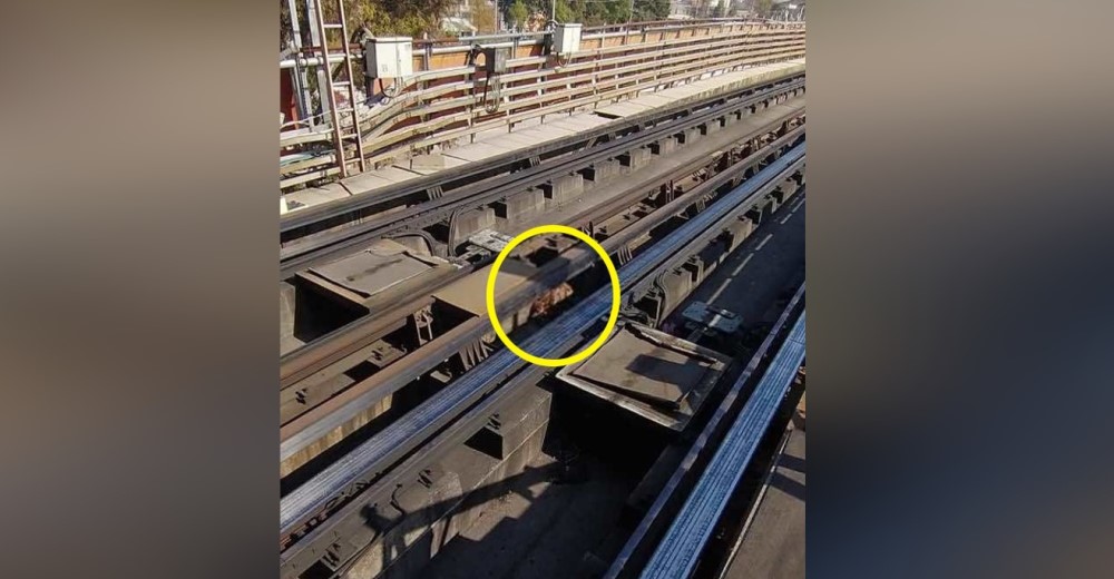 Bomberos y policías luchan por salvar a la criatura encogida del miedo en las vías del metro Bomberos y policías luchan por salvar a la criatura encogida del miedo en las vías del metro