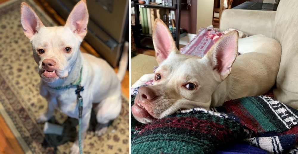 Adoptan a todos los perros menos a ella, nadie la quiere por su carita torcida Adoptan a todos los perros menos a ella, nadie la quiere por su carita torcida
