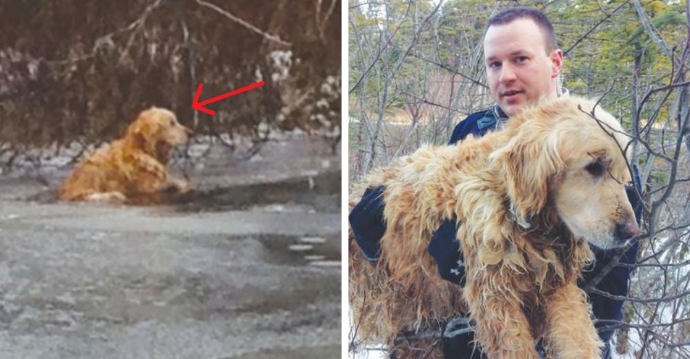 Dos policías actúan al ver a una perrita Golden anciana a punto de congelarse en medio estanque