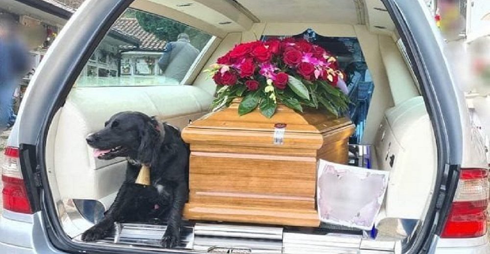 Una perrita fiel se niega a separarse del féretro de su dueño fallecido camino al cementerio
