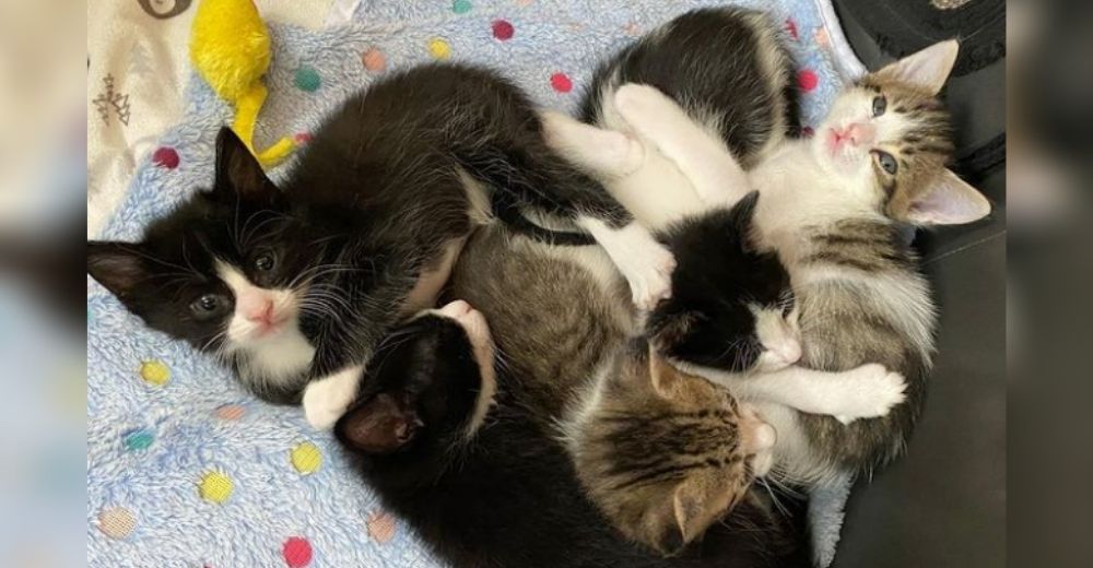 Rescatan justo a tiempo a una camada de gatitos a punto de morir de hipotermia