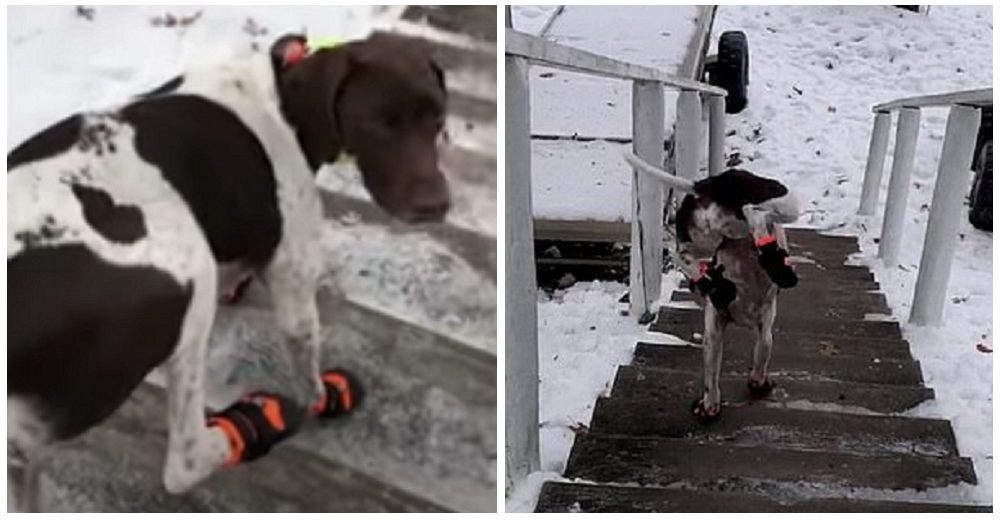 Queda conmocionada al ver la repentina «discapacidad» de su perro para bajar las escaleras