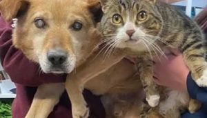 Adoptan en el mismo hogar al perrito ciego y a su gato guía abandonados en un refugio