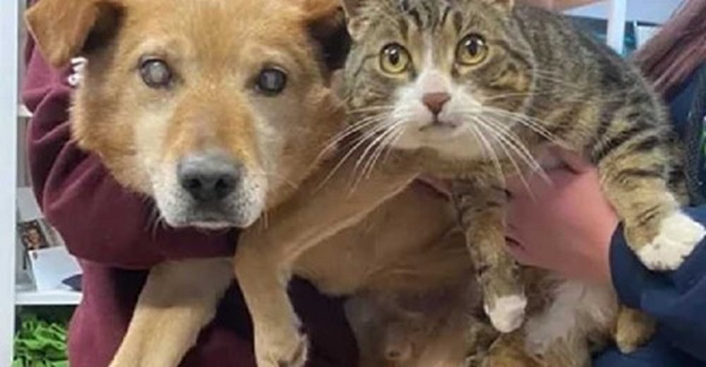 Adoptan en el mismo hogar al perrito ciego y a su gato guía abandonados en un refugio