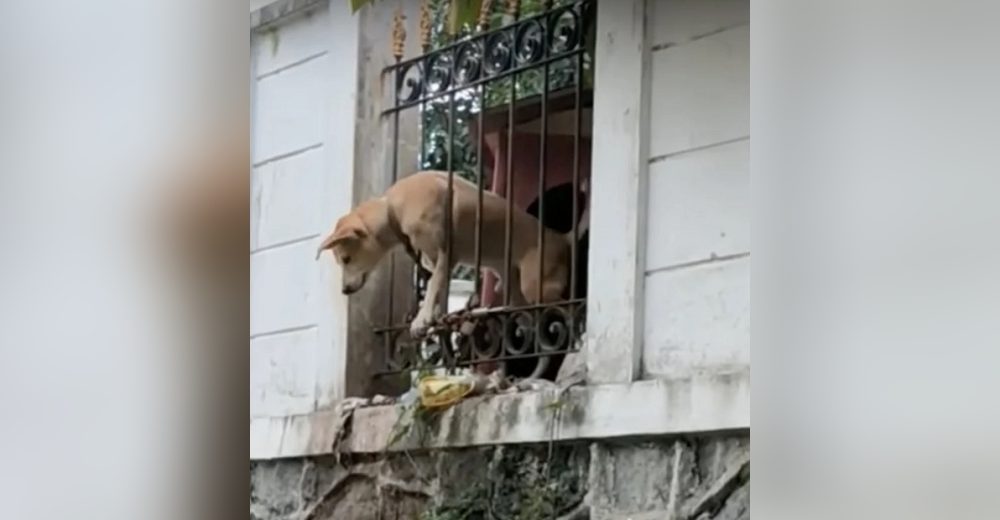 Cansado de vivir atado en un espacio diminuto y mugriento, un perrito enloquece suplicando ayuda