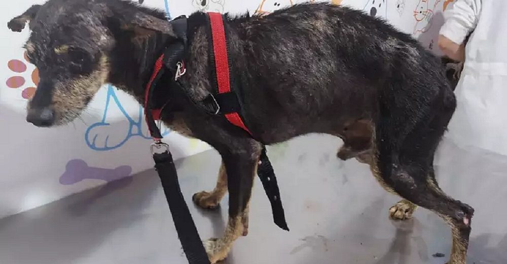 Arrestan al dueño del perrito maltratado que temblaba de terror al ver a su rescatista