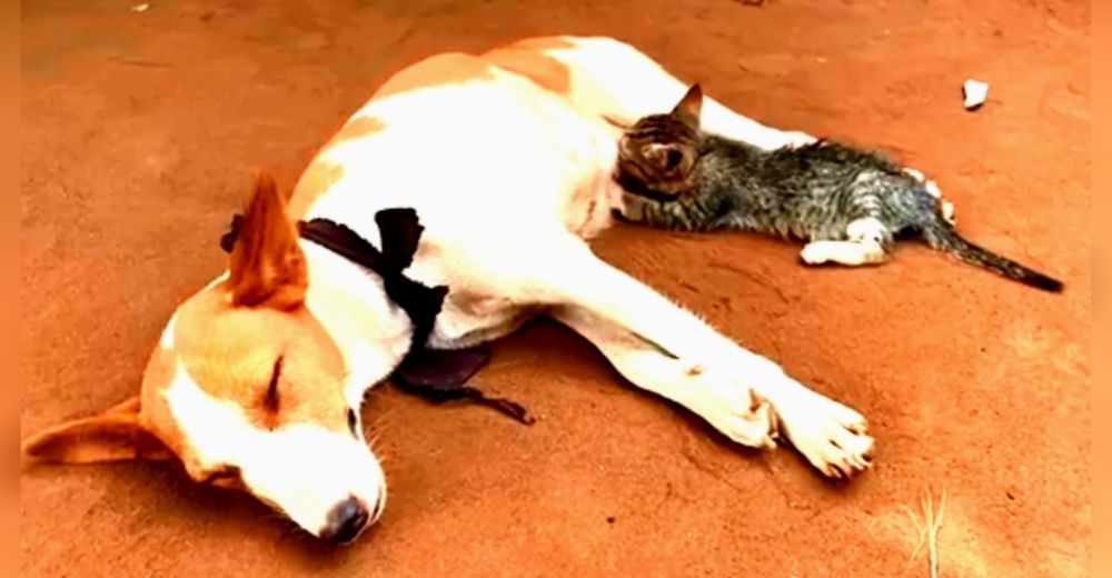 Cachorros de una perrita quedan desconcertados con el nuevo gatito que su madre está amamantando Cachorros de una perrita quedan desconcertados con el nuevo gatito que su madre está amamantando