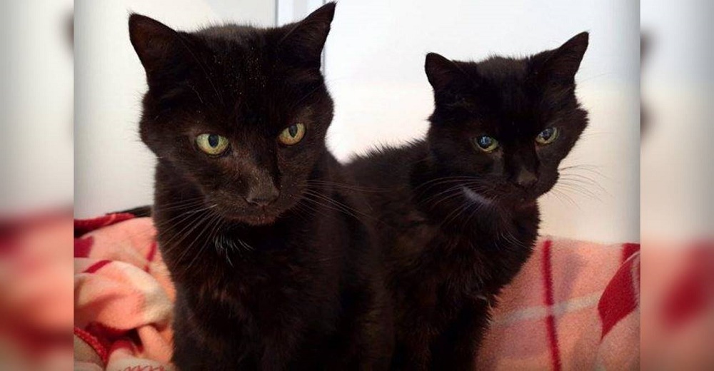 Buscan un hogar para 2 hermanos felinos de 21 años que abandonaron «por ser muy viejos»